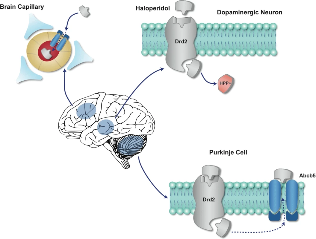 A diagram of the effect of Abcb5-mediated haloperidol transport on HIT.