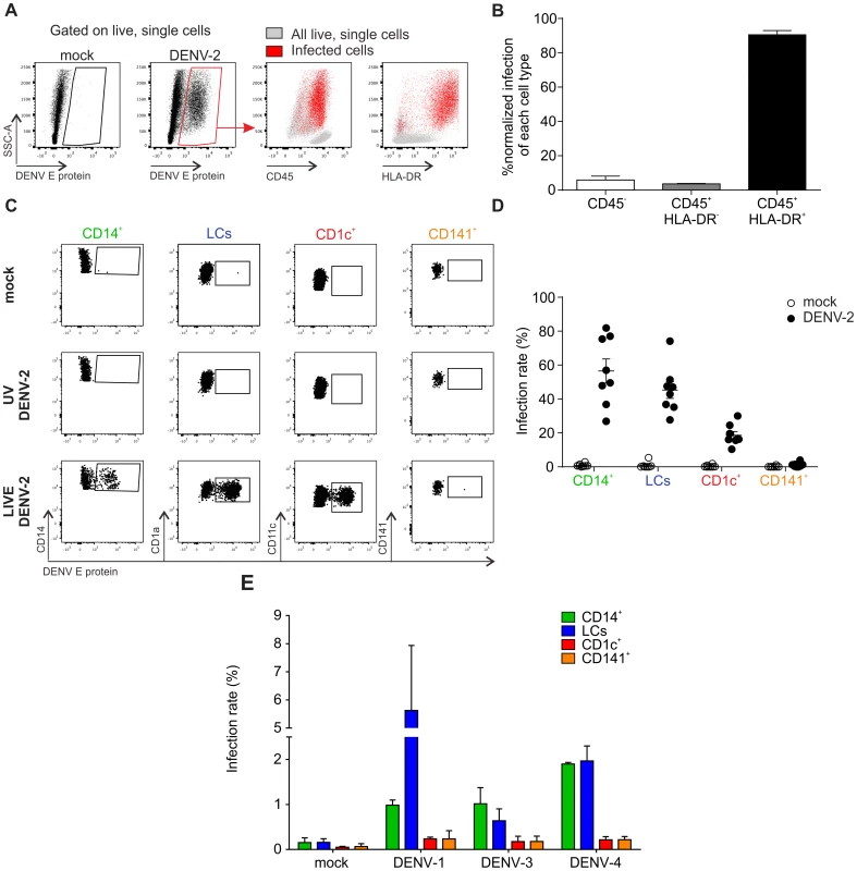Identification of DENV susceptible cells from healthy human skin samples.