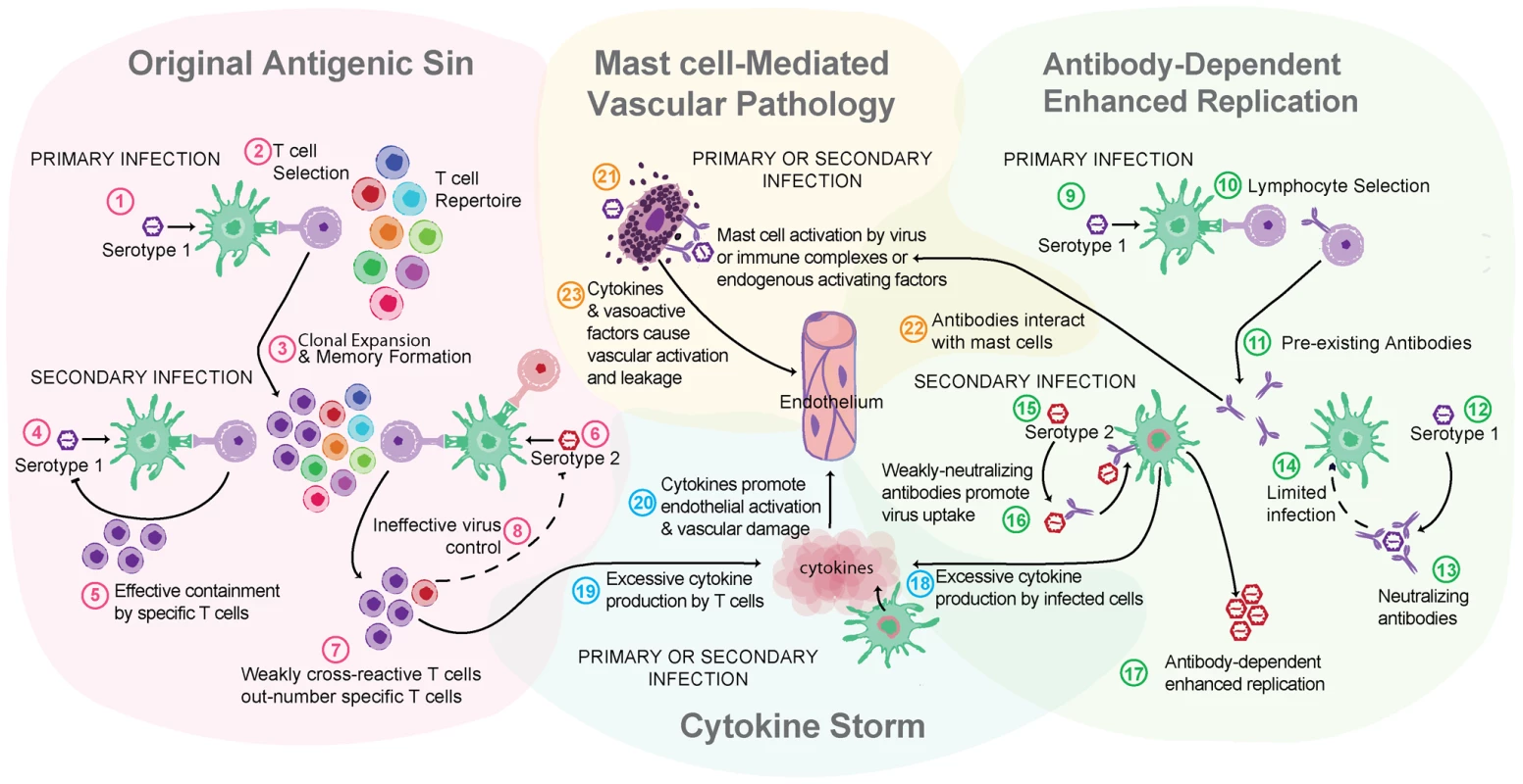 Multiple theories of dengue immune pathogenesis.