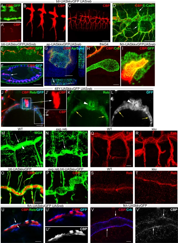 <i>reb</i> and <i>kkv</i> overexpression effects.
