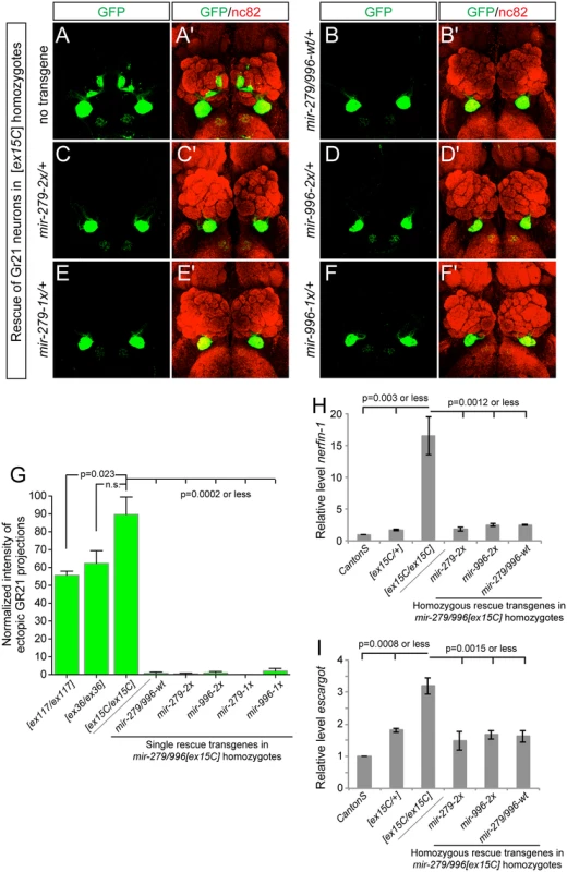 miR-996 restores proper CO<sub>2</sub>-sensing neurons to <i>mir-279/996</i> double mutants.