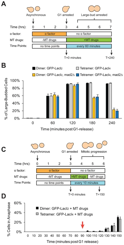 Cells with tethered centromeres can activate the spindle checkpoint.
