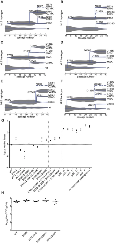 Maximum likelihood estimates of haplotypes present within the passaged virus populations and contribution of minority variants to population fitness.