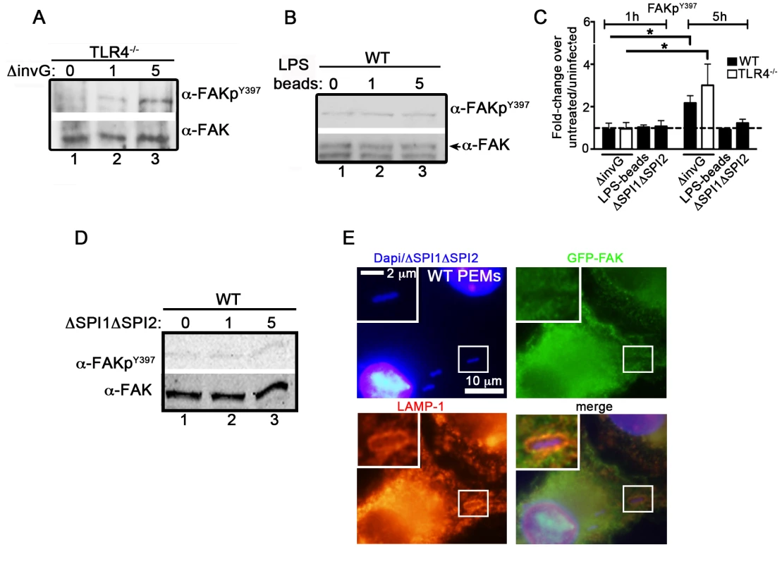 <i>Salmonella</i> specifically targets FAK for activation.