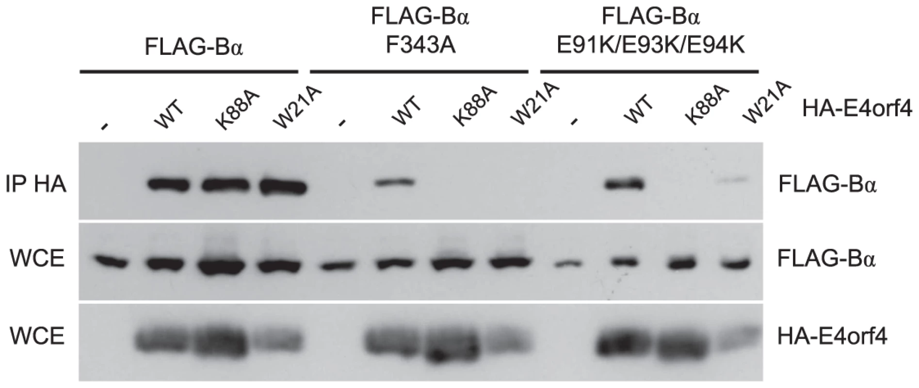 Binding of class II E4orf4 mutants to B55α mutants.