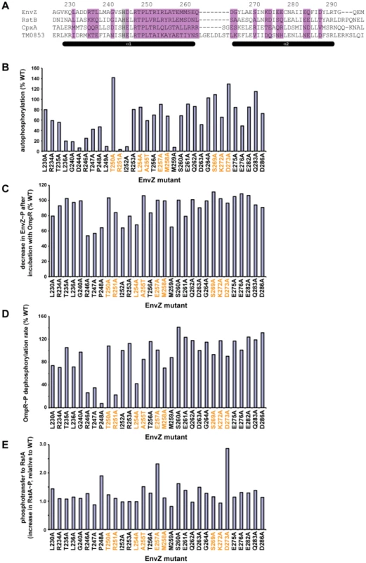 Alanine-scanning mutagenesis of EnvZ.