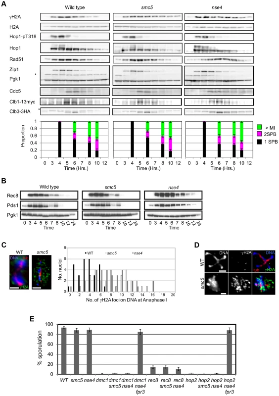 Smc5/6-depleted cells progress relatively normally through meiotic prophase I and enter nuclear divisions with damaged DNA.