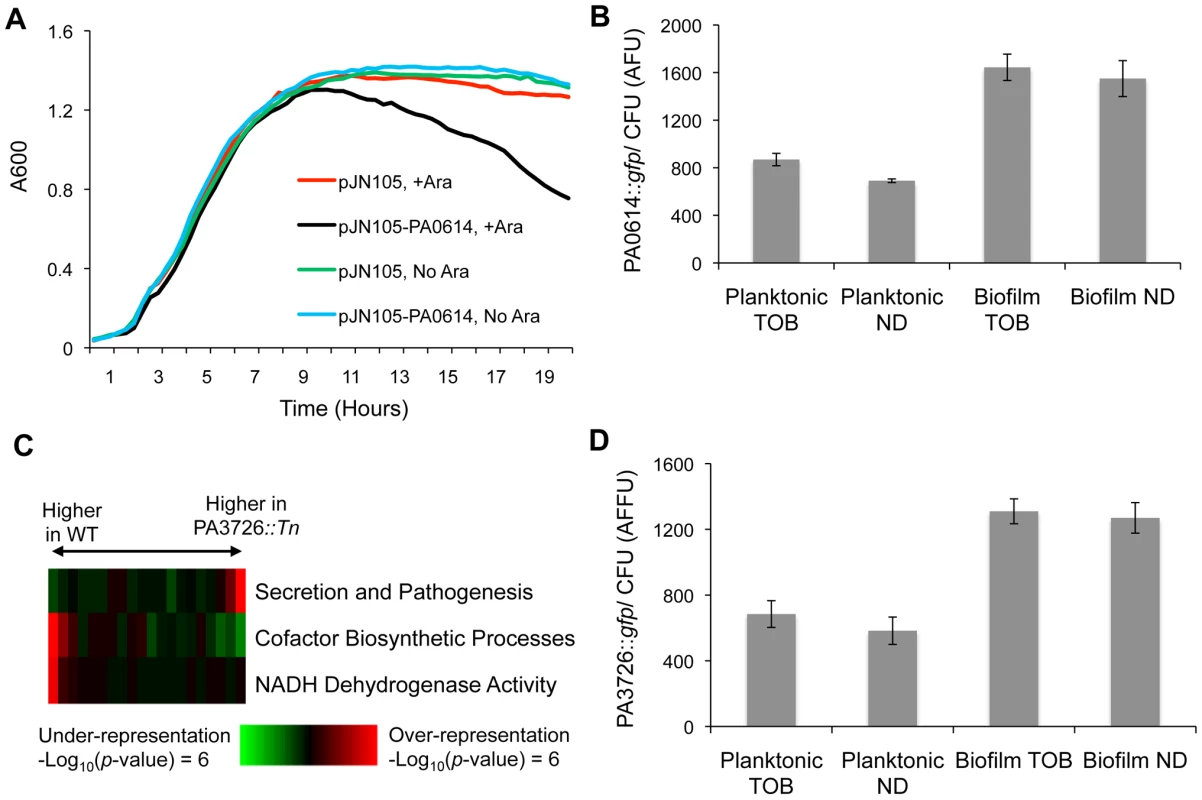 Characterization of loci conferring biofilm-specific tobramycin tolerance.
