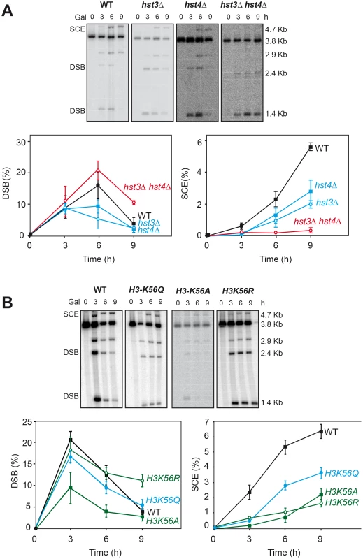 Effect of H3K56 acetylation/deacetylation on molecular SCR.