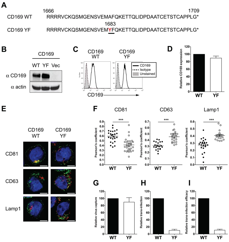 Introduction of a di-aromatic motif in CT of CD169 results in endocytosis of HIV-1 particles and attenuation of CD169-mediated trans-infection.