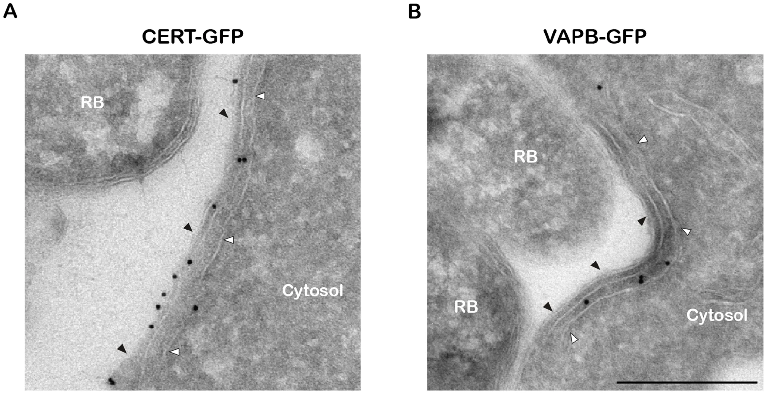 CERT- and VAPB-positive ER tubules are in close apposition with <i>C. trachomatis</i> inclusion.