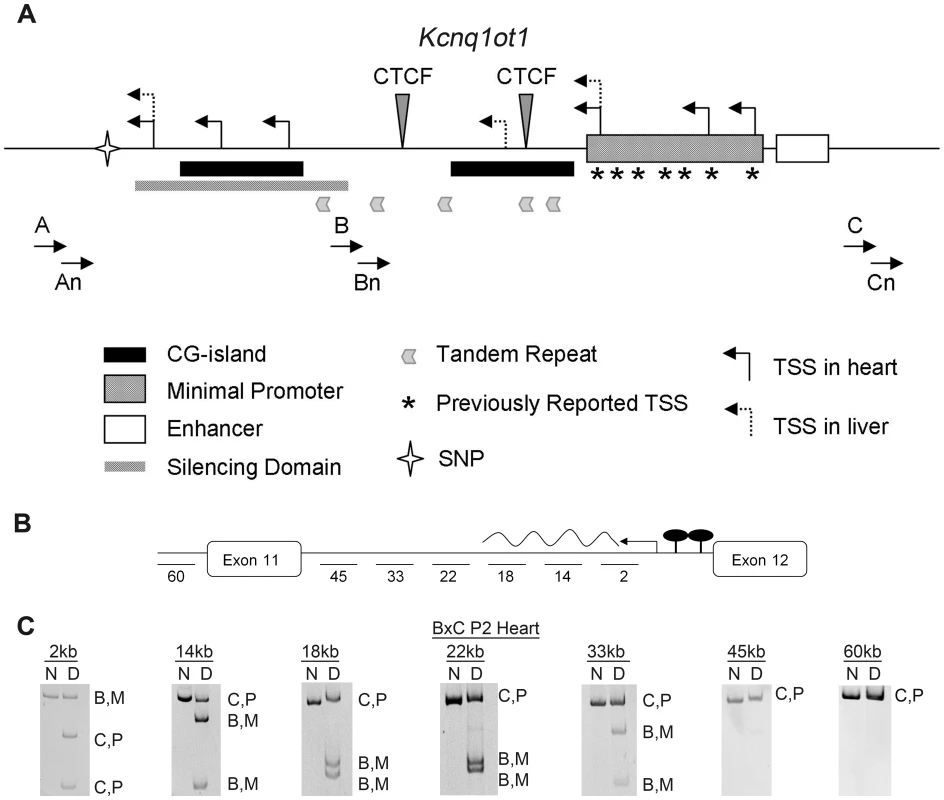 Characterization of the maternal <i>Kcnq1ot1</i> transcript.