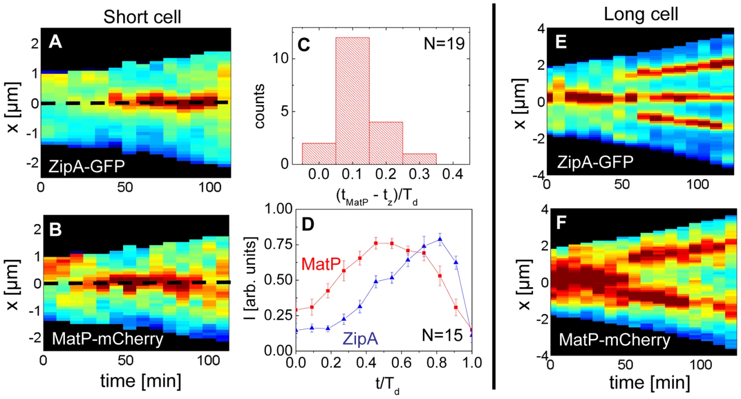 Arrival of the MatP foci and the Z-ring at midcell.
