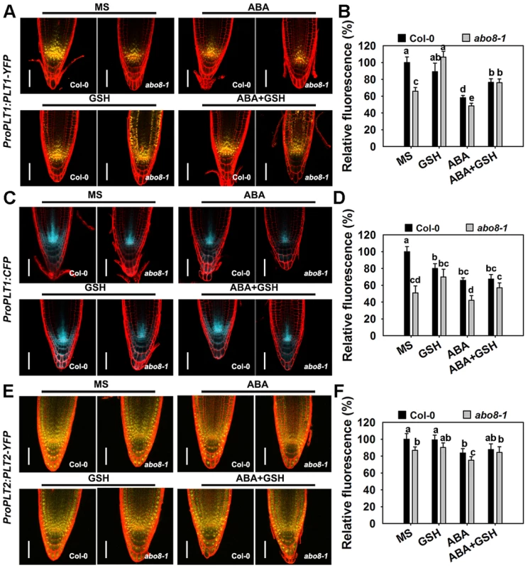 The <i>abo8</i> mutation affects the expression of <i>PLT1</i> and <i>PLT2</i>.