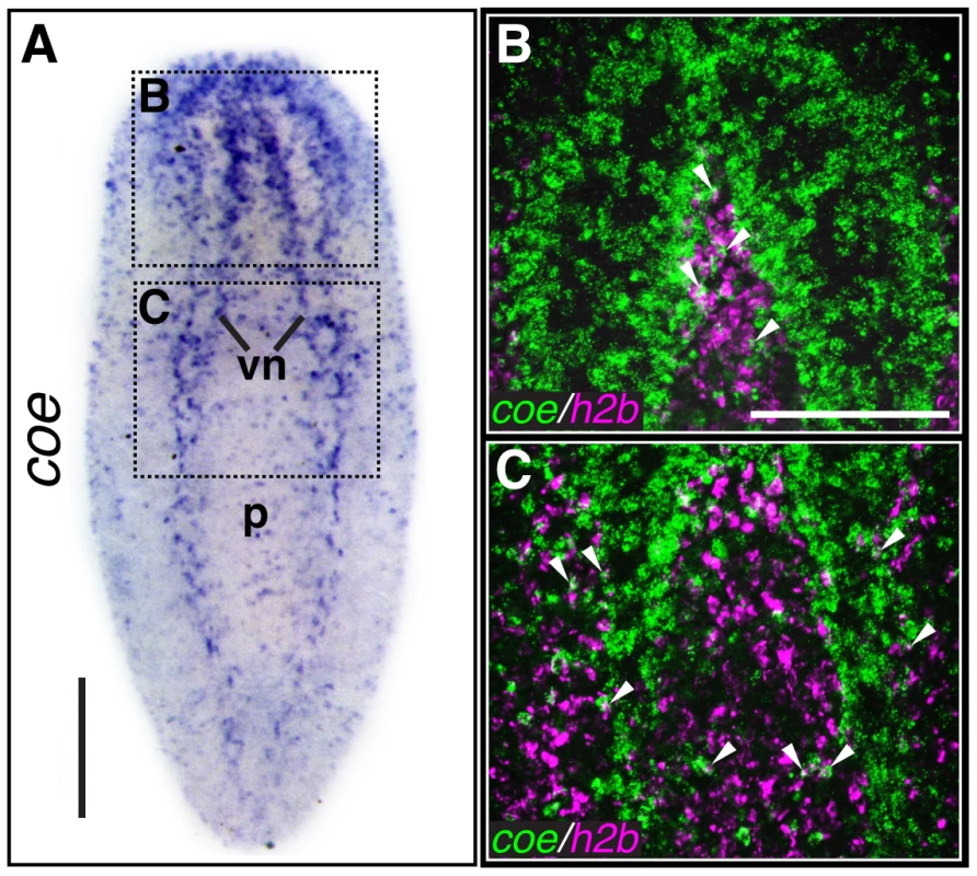 <i>coe</i> is expressed in the nervous system and a subset of cycling stem cells.