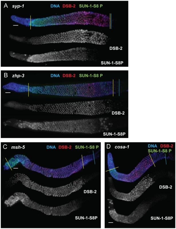 DSB-2 and SUN-1 S8P persist when CO formation is impaired.