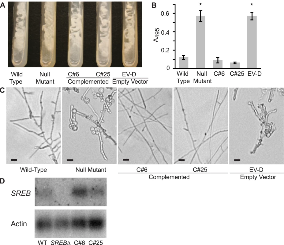 Complementation of the <i>SREB</i> null mutant.