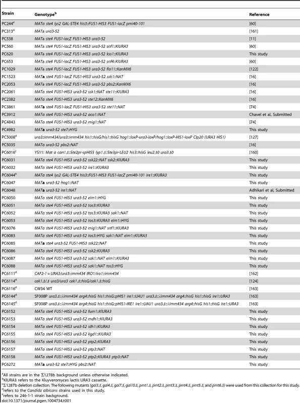 Strains used in this study.