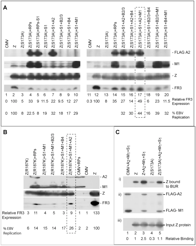 Three replication proteins are sufficient to rescue the late gene expression defect in the ZEBRA RD mutants.