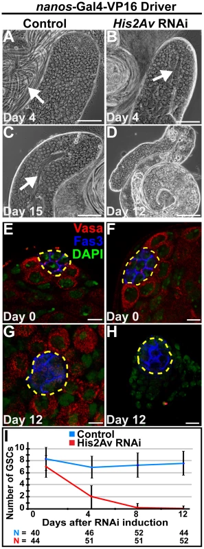RNAi knockdown of His2Av function in early germ cells results in GSC loss.