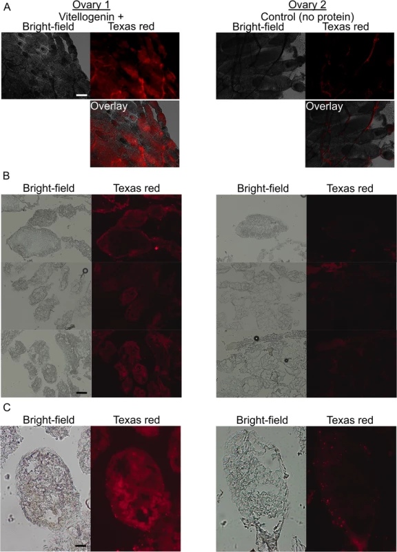 The localization of bacterial fragments in honey bee queen ovaries in the presence (left) and absence (right) of pure Vg.