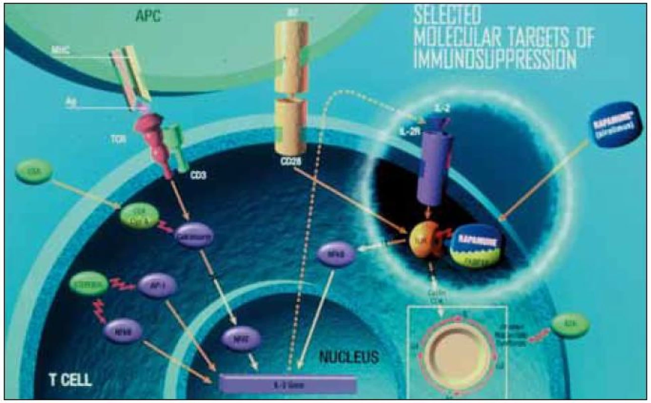 Mechanizmus akce II.