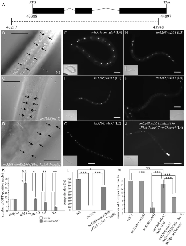 Knockout of <i>bcl-7</i> inhibits normal seam cell development in <i>Caenorhabditis elegans.</i>