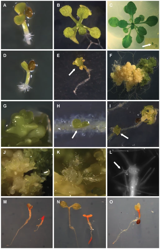 Phenotypic analysis of postembryonic development.