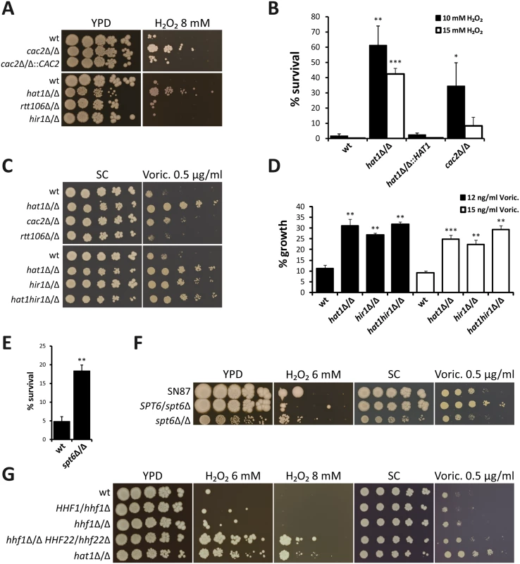 Lack of histone chaperones mimics deletion of <i>HAT1</i>.