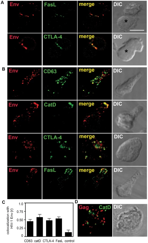 HIV-1 Env associates with SL-related organelles in CD4<sup>+</sup> T cells.