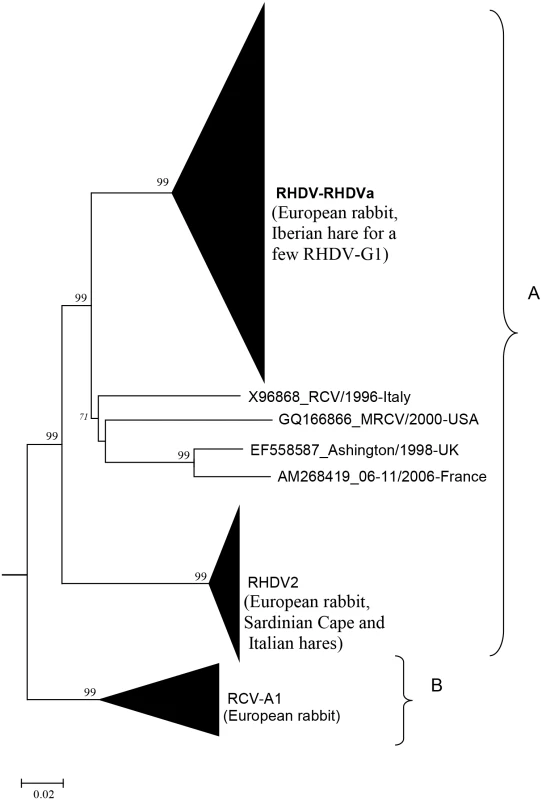 Possible origin of European rabbit (<i>O</i>. <i>cuniculus</i>) lagoviruses according to the hypothesis of a species jump.