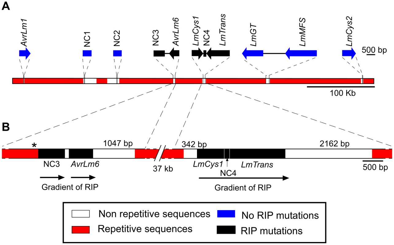 Location of the genes and non-coding, non-repetitive regions analysed from a 520 kb region of the <i>Leptosphaeria maculans</i> genome located on a 2.6 Mb chromosome in isolate v23.1.3.