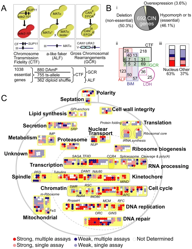 The spectrum of chromosome instability genes in yeast.