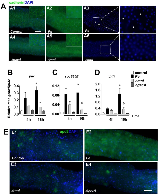 Monalysin contributes to <i>P. entomophila</i>-inflicted damage to the <i>Drosophila</i> gut.