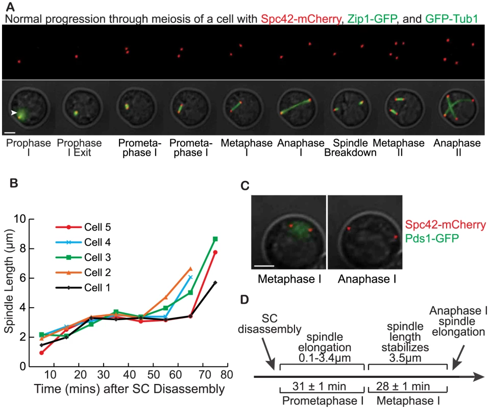 Defining the stages of meiosis with time-lapse microscopy.