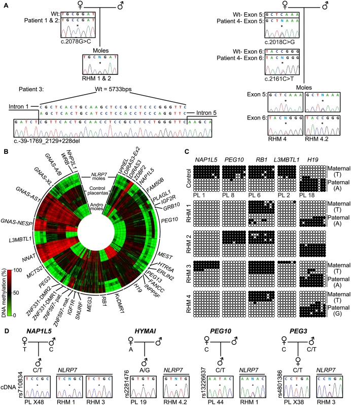 Description of <i>NLRP7</i> mutations with methylation and expression profiling of imprinted loci.