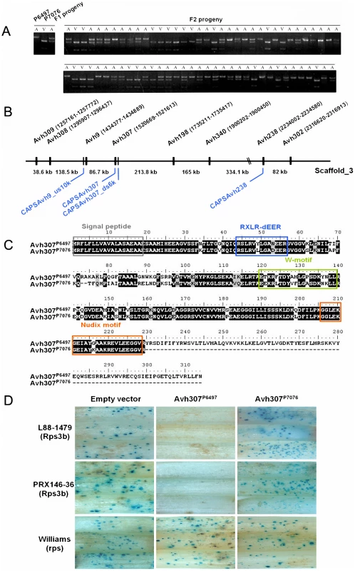 <i>Avh</i>307 corresponds to <i>Avr3b</i> based on genetic mapping, sequence polymorphisms, and bioassays.