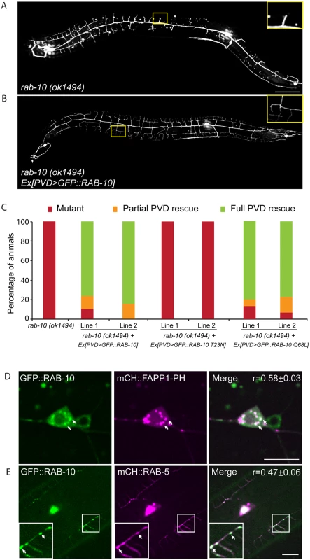RAB-10 functions cell-autonomously in the PVD neuron.