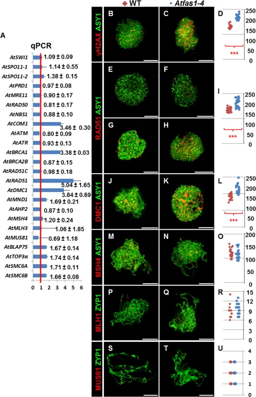 Gene expression and protein quantification for several genes involved in HR in <i>Atfas1-4</i>.