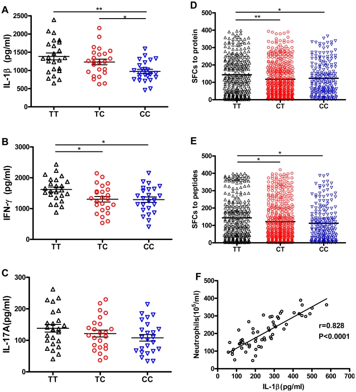 rs1143627T-induced IL-1β has little effect on Mtb-specific lymphocyte responses, but IL-1β correlates with neutrophil recruitment to the lung.