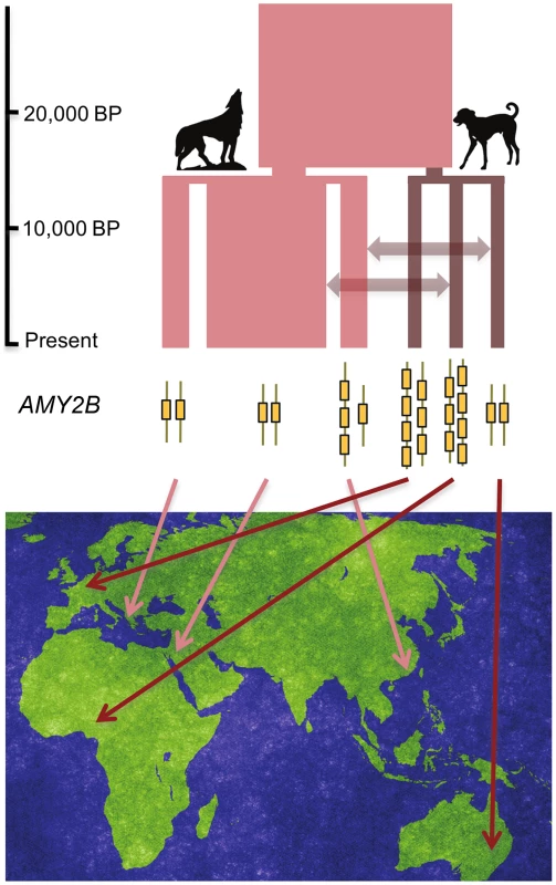 Summary of the demographic model and sampling from Freedman et al. <em class="ref">[1]</em>.