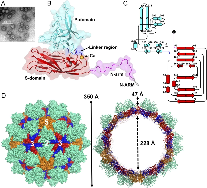 EM image and the overall structure of GNNV-LP.