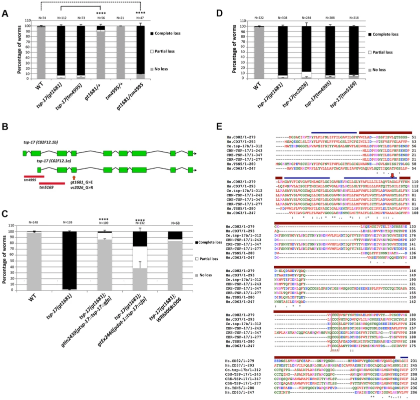 The TSP-17 tetraspanin family member protects dopaminergic neurons from 6-OHDA.