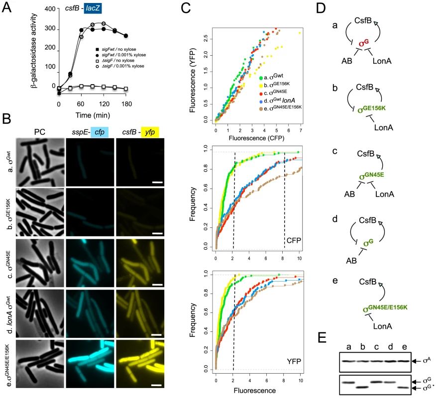 σ<sup>G</sup> drives expression of <i>csfB</i> under non-sporulation conditions.