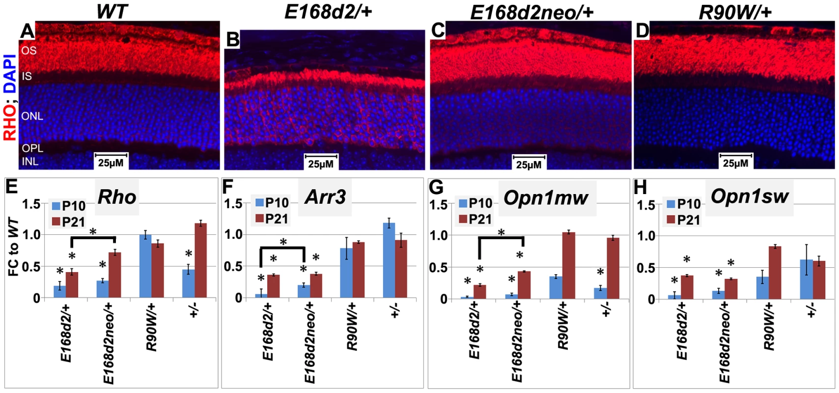 Graded changes in CRX target gene expression in heterozygous <i>E168d2/</i>+, <i>E168d2neo/</i>+ and <i>R90W/</i>+ mice.