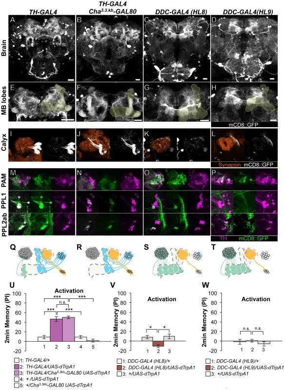 Memories induced by thermo-activation with drivers that label many types of dopamine neurons.