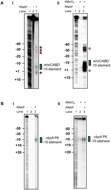 RNA polymerase binds multiple sites in the<i>ehxCABD</i> gene regulatory region.