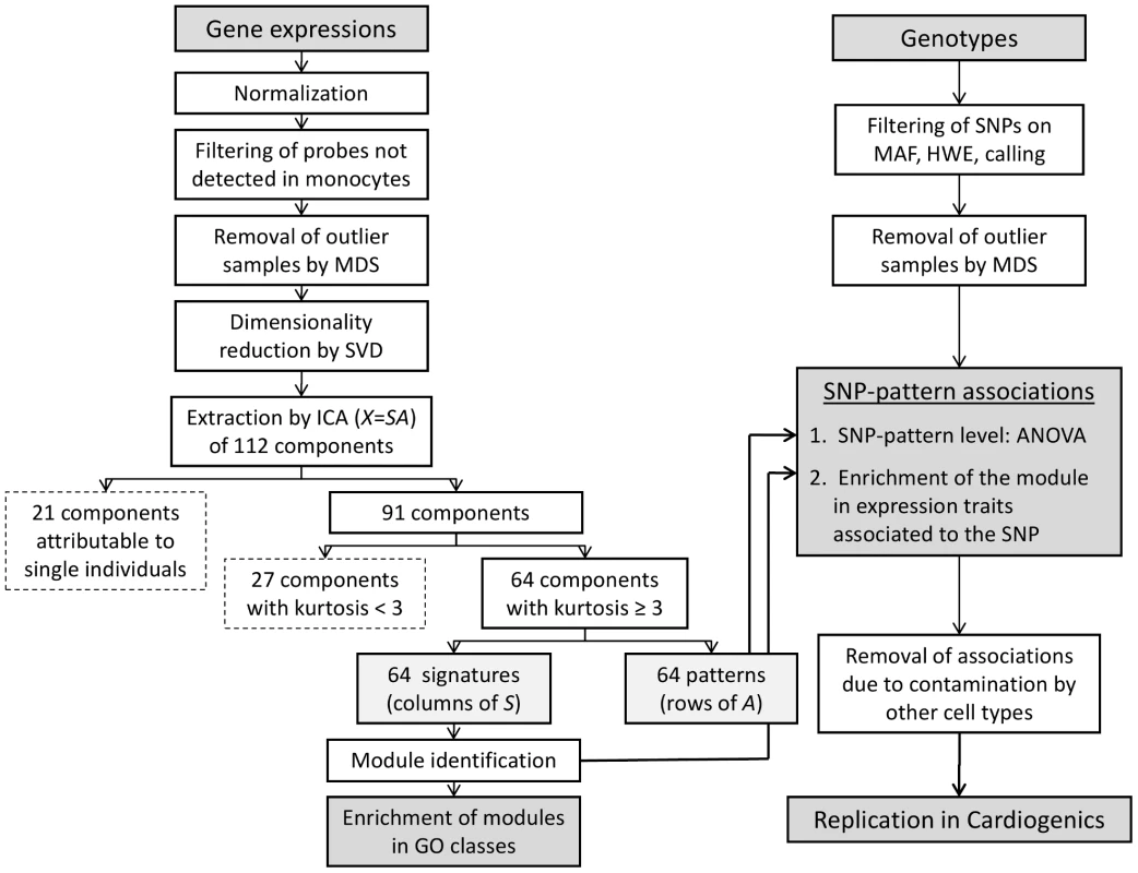 Analysis workflow.