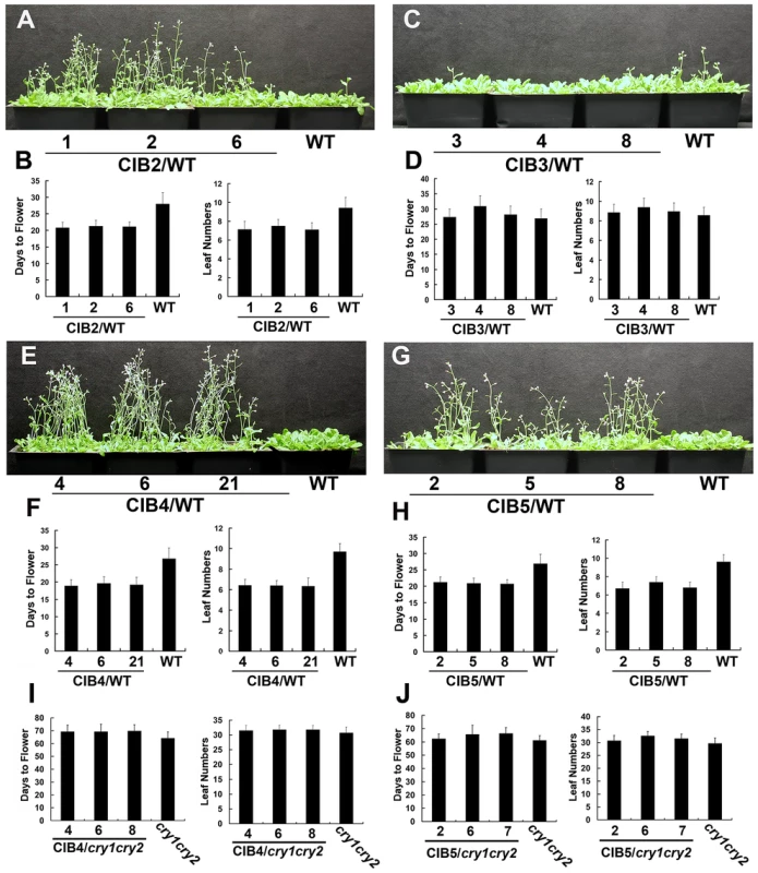 Multiple bHLH promote flower initiation in long day condition.