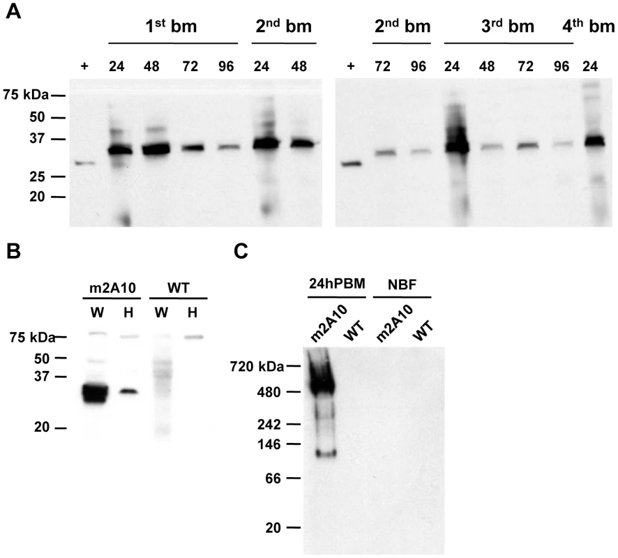 Bloodmeal-induced expression of m2A10 scFv.